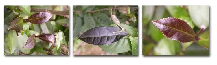 六堡茶的紫芽