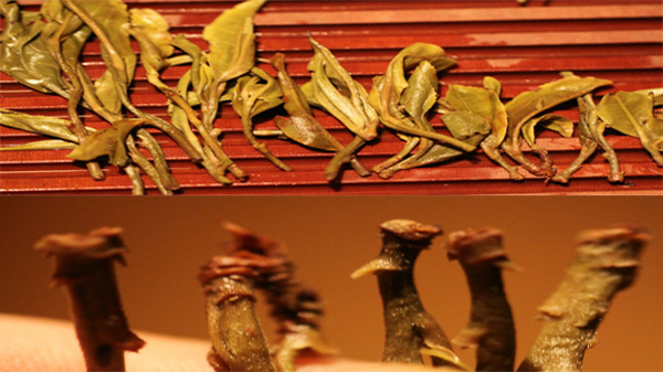 一些可作为区分台地茶与古树茶的方法