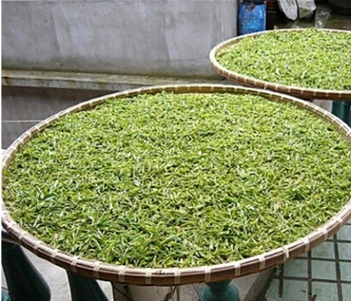 手工制茶工艺传承：全程直击手工制茶过程