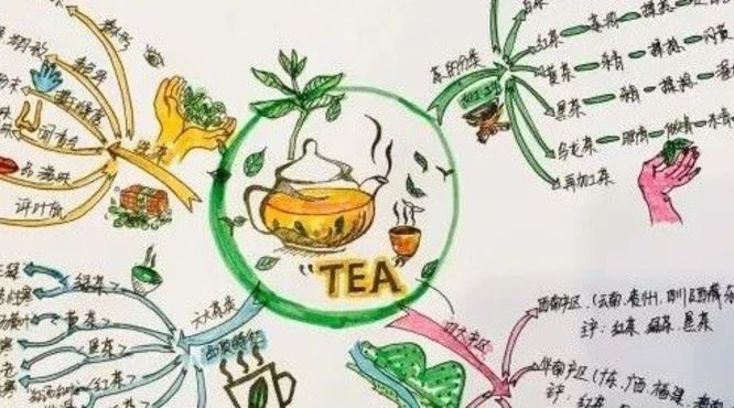 如何用思维导图来快速记忆六大茶类？