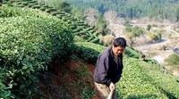 如何判断适合种茶的土壤？