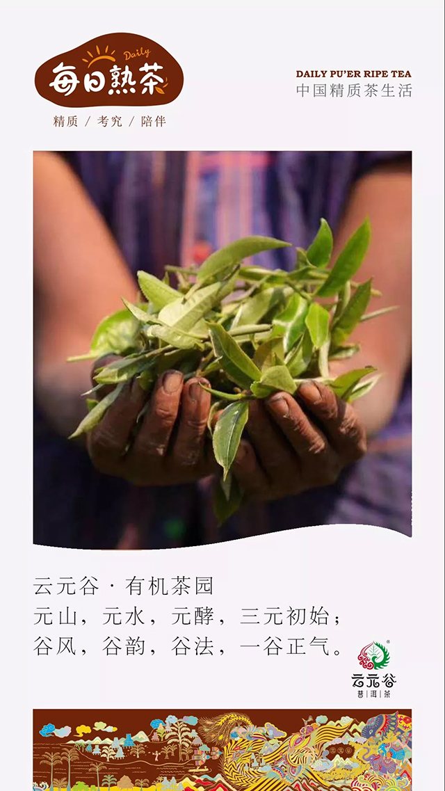 云元谷每日熟茶｜为什么发酵堆一般都是梯形的？