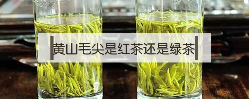 黄山毛尖是红茶还是绿茶