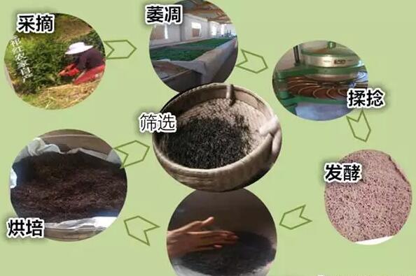 将揉捻过的茶叶放在发酵竹篓或发酵车里,然后是进入发酵室发酵,这时要