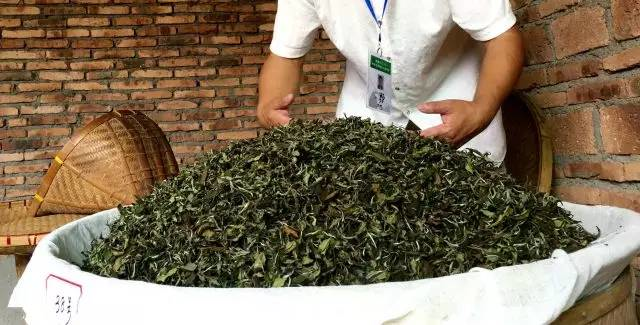 白茶制作工艺：福鼎白茶的制作