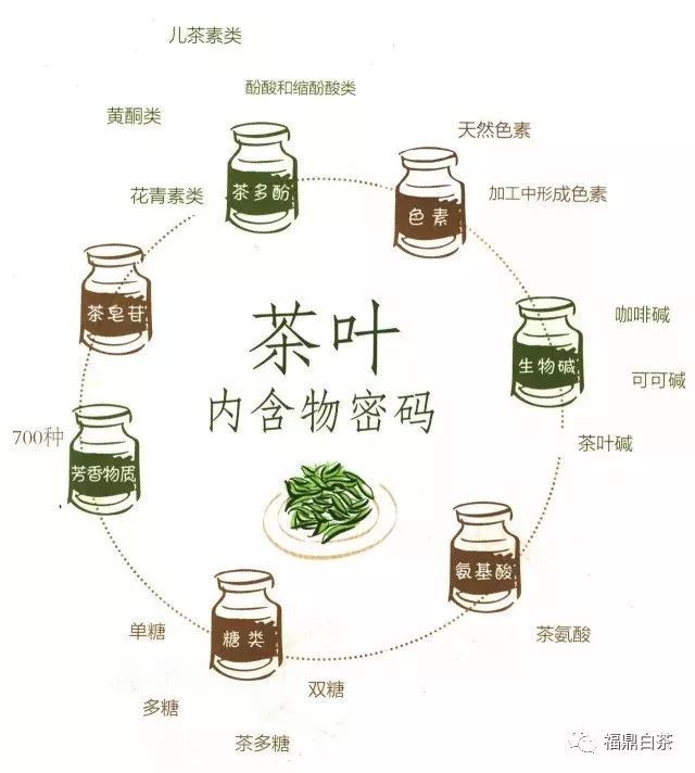 白茶与糖代谢疾8国际高峰论坛将在福鼎举办