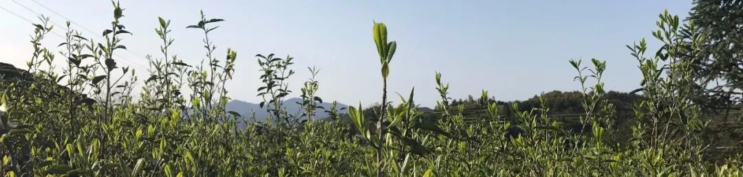 白茶：两大工艺传统，三个经典品类，六大核心树种