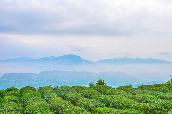 扬子江心水蒙山顶上茶中的罗汉沉香属于什么茶？