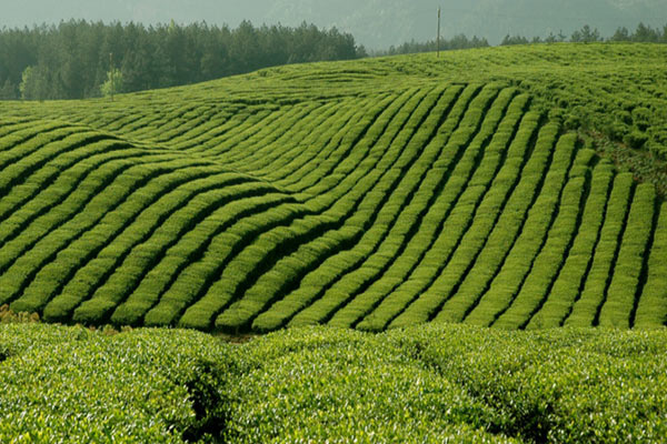 四川边茶的产地在哪？