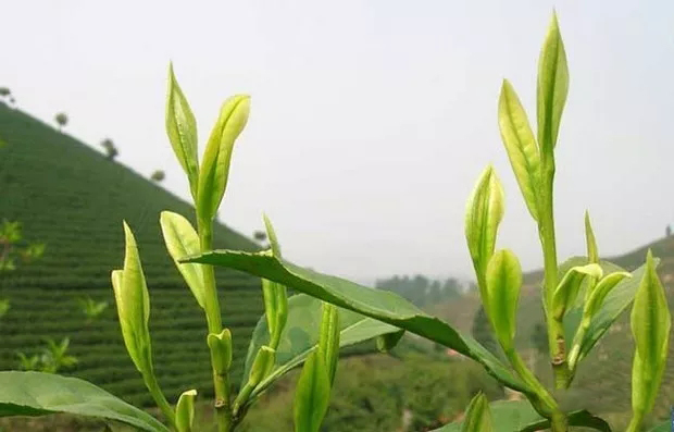 茶叶种植多久可采摘