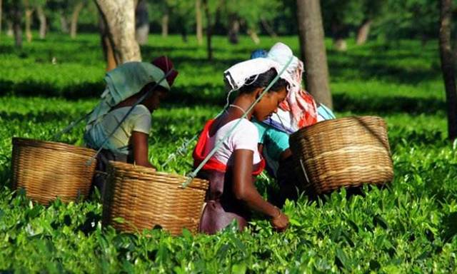 印度饮茶历史有多久了