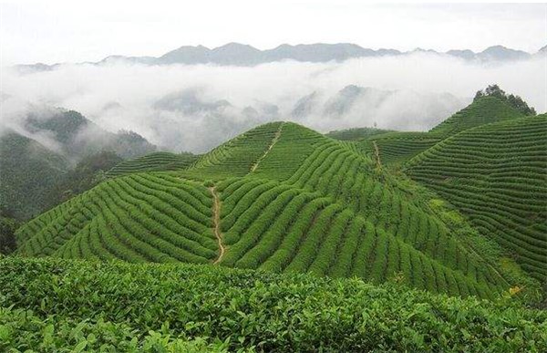 为什么好茶都产自于高山？