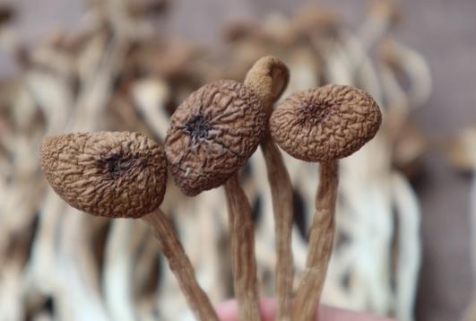 野生茶树菇贵不贵？干茶树菇多少钱一斤？