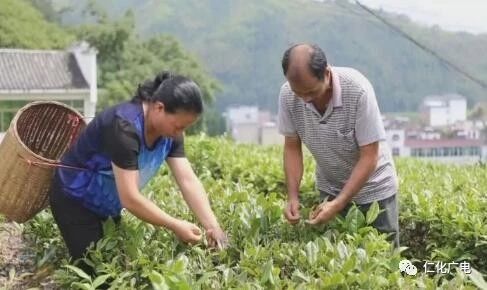仁化最美茶园—中国白毛茶原种园