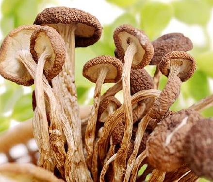 野生茶树菇的营养功效