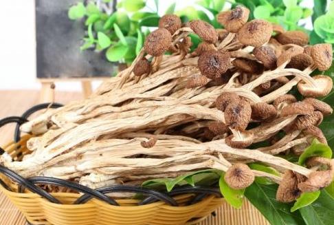 茶树菇发霉了还可以吃吗？发霉茶树菇有什么危害？