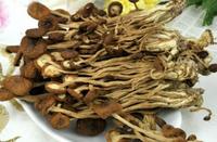 茶树菇为什么有苦味？怎么挑选茶树菇？
