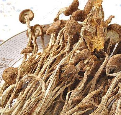 茶树菇的功效有哪些？适合哪些人吃？