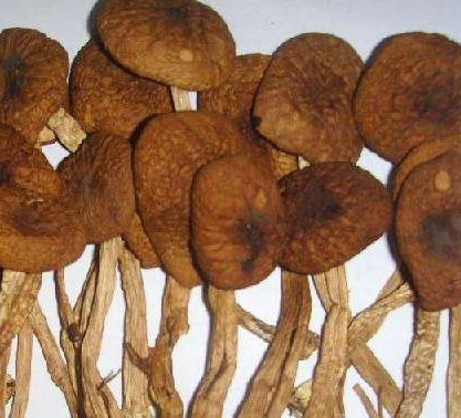 茶树菇的营养价值功效以及食用禁忌
