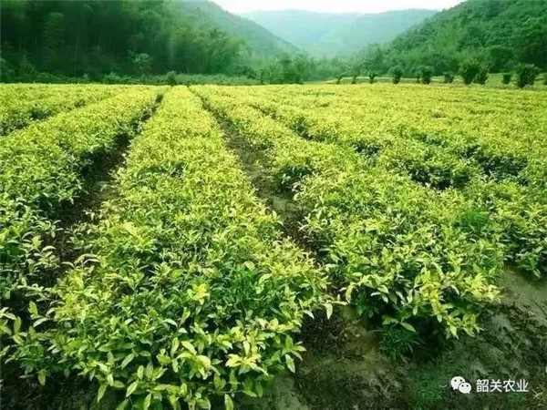 好消息！仁化白毛茶入选农业部名特优新产品