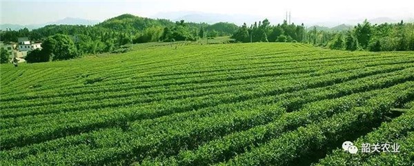 好消息！仁化白毛茶入选农业部名特优新产品