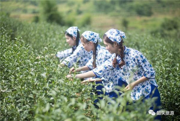 “广东的香格里拉”——韶关新丰，有机茶之乡！