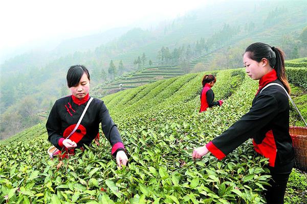湖北十堰武当道茶——中国第一文化名茶
