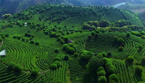 中国最美的茶梯田-采茶摘茶体验生活，观看美景