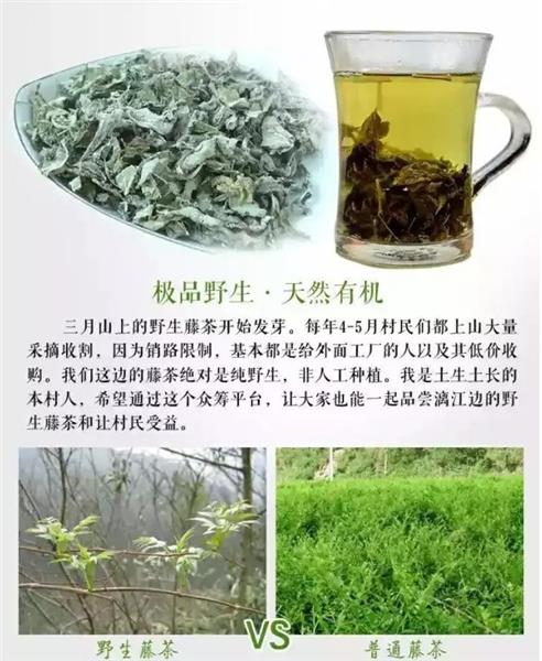 来自东江湖畔不一样的放心茶——野生藤茶