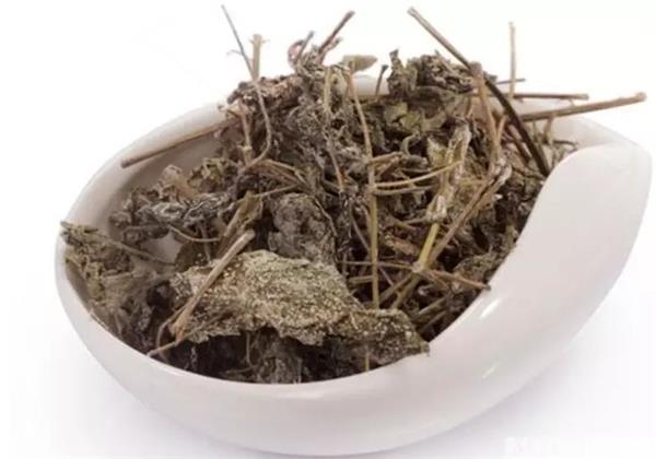 家中常备的一款护肝茶----溪黄草