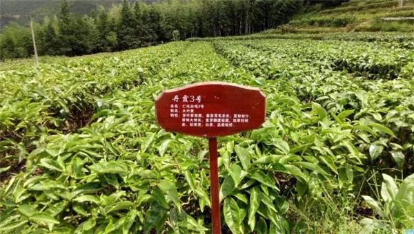 仁化扶持茶农茶企做大茶叶品牌新种生态茶园2000亩、开发“丹霞茶”新品21个