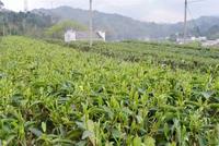仁化扶持茶农茶企做大茶叶品牌新种生态茶园2000亩、开发“丹霞茶”新品21个