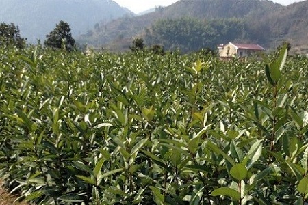苦丁茶的养殖方法