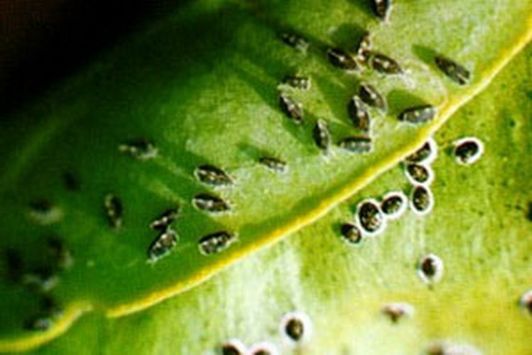 茶花的主要虫害及其防治