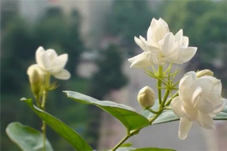 家里种这5种花，根本不用买茶叶，越喝越健康！