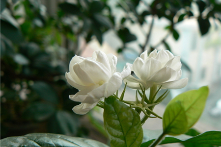 养盆茉莉在家中，不仅能闻清香，花朵风干后还能泡茶喝！
