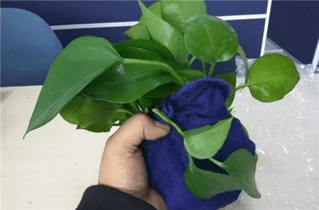 绿萝茶花…裹个毛巾，大冬天也呼呼冒根，20天长满盆！