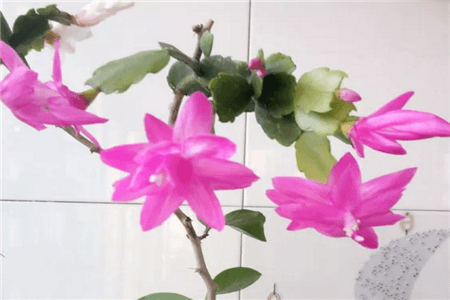 长寿茶花君子兰…用了这一招，花朵开的像瀑布，美爆了！