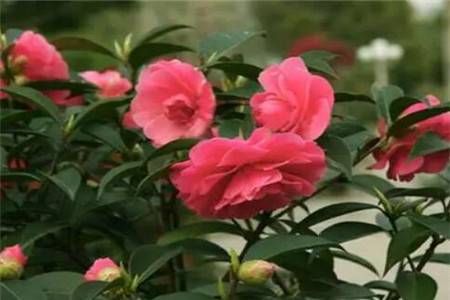 茉莉茶花…拉根枝压土里，1盆秒变10盆，开花量惊人！
