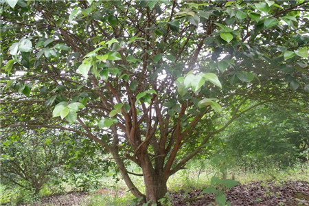 油茶树适合哪种种植