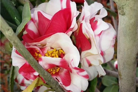 山茶花是什么季节开的，山茶花是哪个市市花