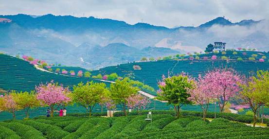 茶产地--漳平   闽南水仙的发源地