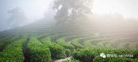 优良茶树品种——祁门种