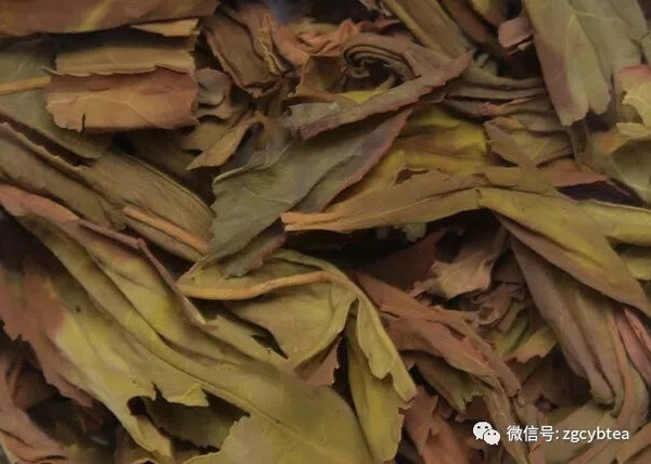 优良茶树品种——黄观音