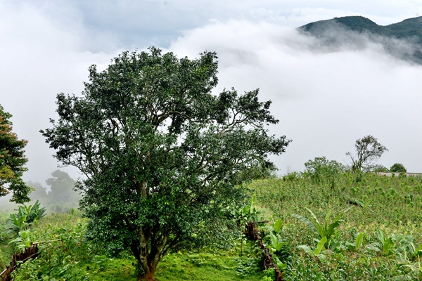 茶树演化 茶树的起源及演变