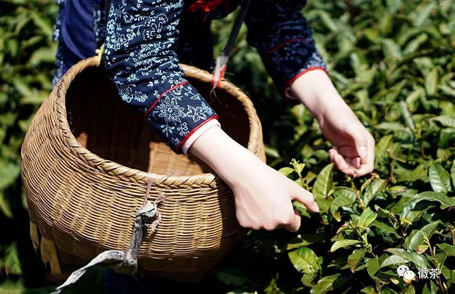 【徽茶·百科】一篇文章，让你全方位真正读懂春茶