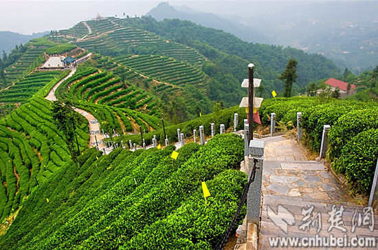 湖北宜昌将推出茶叶公共品牌 打造茶业新名片