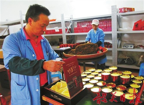 仁化红山茶打有机牌 昔日红茶青菜价如今已过千