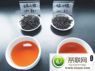红茶最新品种 台茶21号出炉