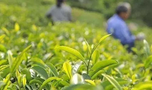 日本绿茶VS中国绿茶 大比拼